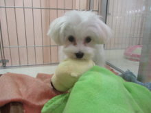 犬の日(*´ω｀*)