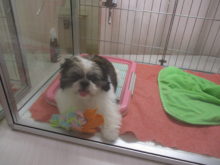 ポチたま(*´∀｀)