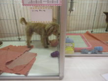 プーちゃんとハムちゃん(^-^)