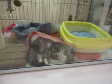 ネコちゃん(´∇｀)