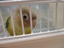 ウロコインコヽ(・∀・)