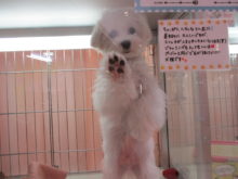 今日のポチたま(^O^)