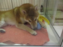 カミカミおもちゃ( ﾟ∀ ﾟ)