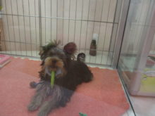 ポチたま( ´ ▽ ` )