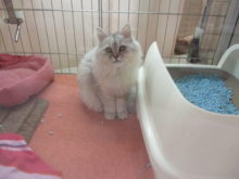 猫ちゃん(・∀・)