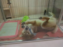 ポチたま(*´ω｀*)