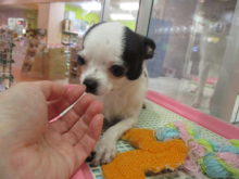 ポチたま(･∀･)