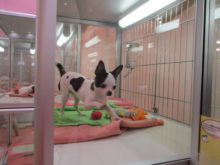 大騒ぎ(ﾟ∀ﾟ)