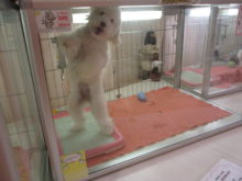 ポチたま(*ﾟ▽ﾟ*)