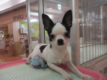 今日のポチたま(*^_^*)