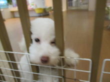 マルプーちゃん(*´ω｀*)