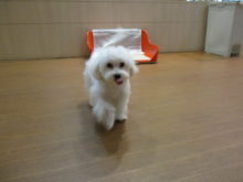 マルチーズ君(*ﾟ▽ﾟ*)