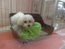 ポチたま(*´ω｀*)