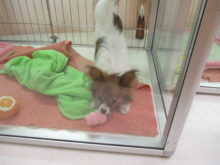 パピ君と柴ちゃん(ﾟ∀ﾟ)