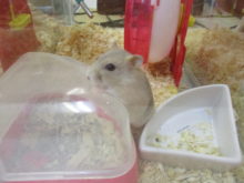 ハムちゃん(´∀｀*)