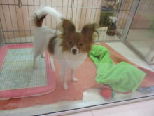 パピ君とエキゾ君(･∀･)