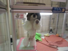 ポチたま(*´∀｀)