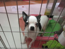 チワ君( ´▽｀)