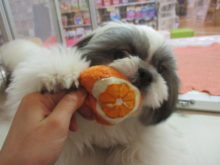 シー君(￣▽￣)