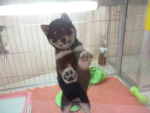 ポチたま(*ﾟ∀ﾟ*)