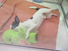 チワ君(*´ω｀*)