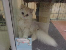 ポチたま( ´▽｀)