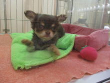 トンッ(｀・ω・´)