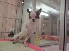 イチオシ(｀・ω・´)