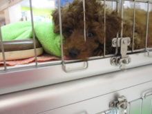 プー兄妹(*´∀｀*)