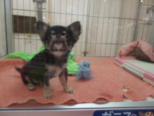 チワちゃんず(｀・ω・´)