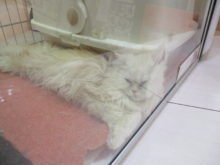 ポチたま(´∀｀)