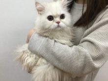 家族が決まりました(=‘ｘ‘=)