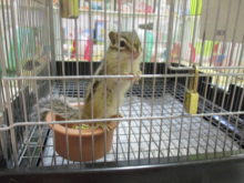 新メンバー(ﾟ∀ﾟ)