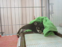 みどりの日(´∀｀)