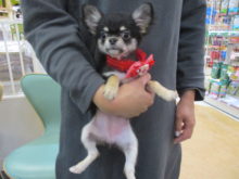 家族が決まりました(*ﾟ∀ﾟ*)