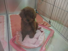 こいぬ(・∀・)