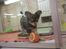 チワちゃんとスコ君(^ω^)