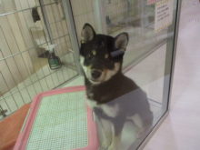 今日のポチたま(^ω^)