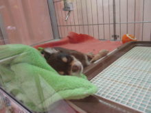 ポチたま(*´ω｀*)