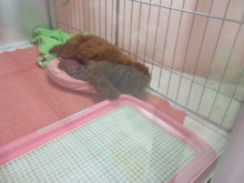 プー君(*´∀｀)