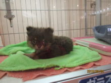 ポチたま(*´ω｀*)