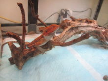 ネコちゃんと小動物(ﾟ∀ﾟ)