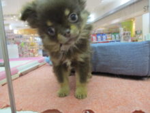 ミックス君( *｀ω´)