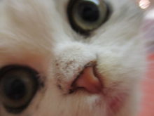 ねこちゃん(´∀｀)