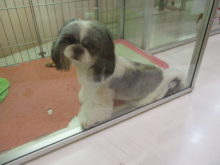 ポチたま(*´∀｀*)