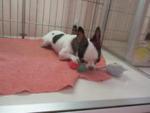 チワ君(*´∀｀)