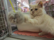 スコさんとおもちゃ(=‘ｘ‘=)