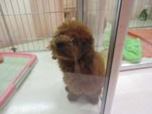 プー君(*´ω｀*)