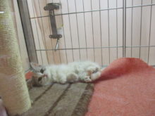 ミヌエットちゃん(^ω^)