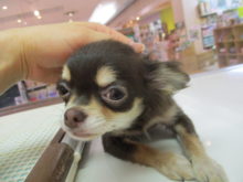 チワちゃん、ミックス君(*ﾟ▽ﾟ*)